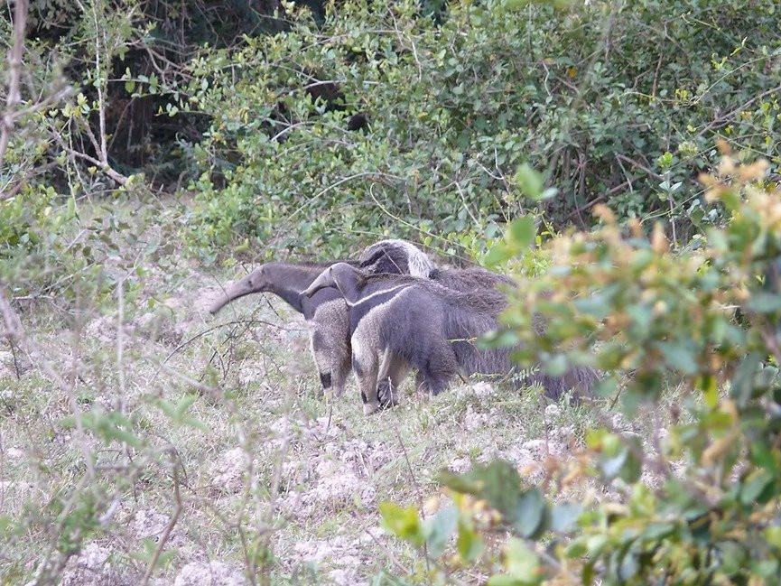 Imagem do WhatsApp de 2025-11-07 à(s) 15.02.39_010f8beb