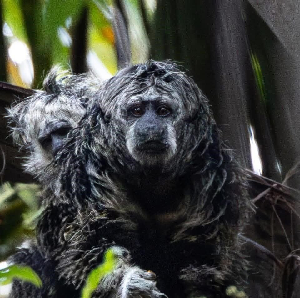 Imagem do WhatsApp de 2025-11-07 à(s) 15.45.30_3bf257f5